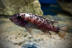 Labeotropheus simoneae katale WF Female