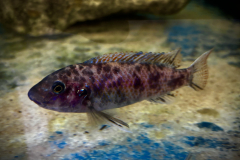 Labeotropheus simoneae katale WF Female