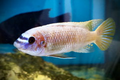 Labeotropheus simoneae katale WF Male