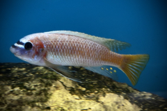 Labeotropheus simoneae katale WF Male