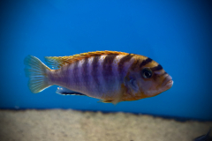 Labidochromis sp. “hongi “ , Hongi Island