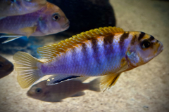 Labidochromis sp. “hongi “ , Hongi Island