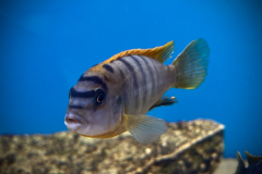Labidochromis sp. “hongi “ , Hongi Island