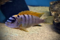 Labidochromis sp. “hongi “ , Hongi Island  Male