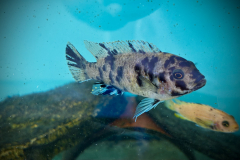 Metraclima zebra gold , Kawanga OB/MC