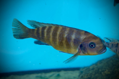 Metraclima zebra gold , Kawanga