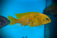 Metraclima zebra gold , Kawanga OB/MC