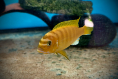 Metraclima zebra gold , Lion’s Cove