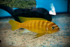 Metraclima zebra gold , Lion’s Cove