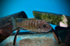 Metraclima zebra gold , Lion’s Cove