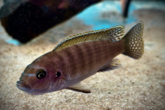 Metraclima zebra gold , Lion’s Cove