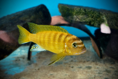 Metraclima zebra gold , Lion’s Cove