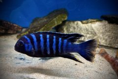 Metriaclima dolphin thumbi point