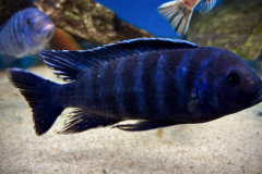 Metriaclima dolphin thumbi point Female