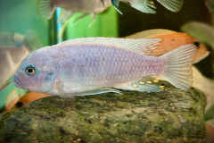 Metriaclima estherae , Chiofu Red Blue