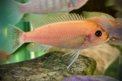 Metriaclima estherae , Chiofu Red Blue Female