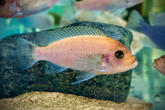 Metriaclima estherae , Chiofu Red Blue Female