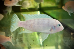 Metriaclima estherae , Chiofu Red Blue