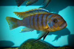 Metriaclima fainzilberi , Hongi Island MC/OB