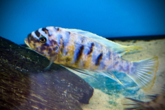 Metriaclima fainzilberi , Nkanda MC