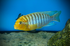 Metriaclima hajomaylandi, Chizumulu Island WF