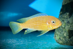 Metriaclima kingsizei , Lupingu