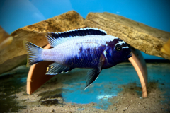 Metriaclima koningsi Likoma Island WF