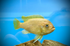 Metriaclima koningsi Likoma Island WF