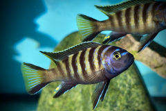 Metriaclima sp ‚chailosi’ Chailosi Island