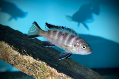 Metriaclima sp ‚chailosi’ Chailosi Island Female