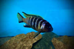 Metriaclima sp. “elongatus bee” Chilumba Harbour 