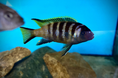 Metriaclima sp. “elongatus bee” Chilumba Harbour 