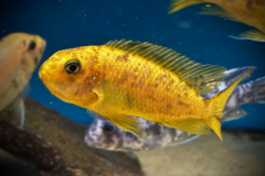 Tropheops sp. Otter Point OB/MC