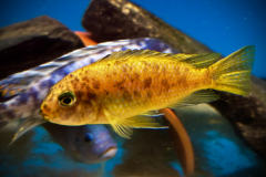 Tropheops sp. Otter Point OB/MC Female