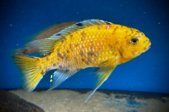 Tropheops sp. Otter Point OB/MC Male